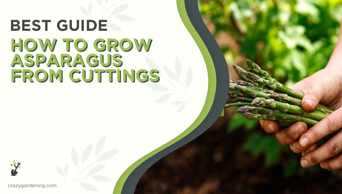 How to Grow Asparagus From Cuttings [Incredible Facts 2025]