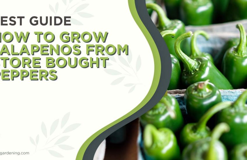 how-to-grow-jalapenos-from-store-bought-peppers.jpg