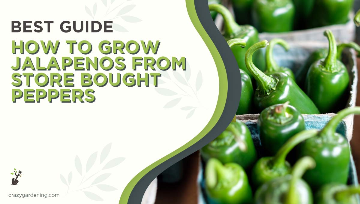 How to Grow Jalapenos from Store-Bought Peppers [Hacks 2026]