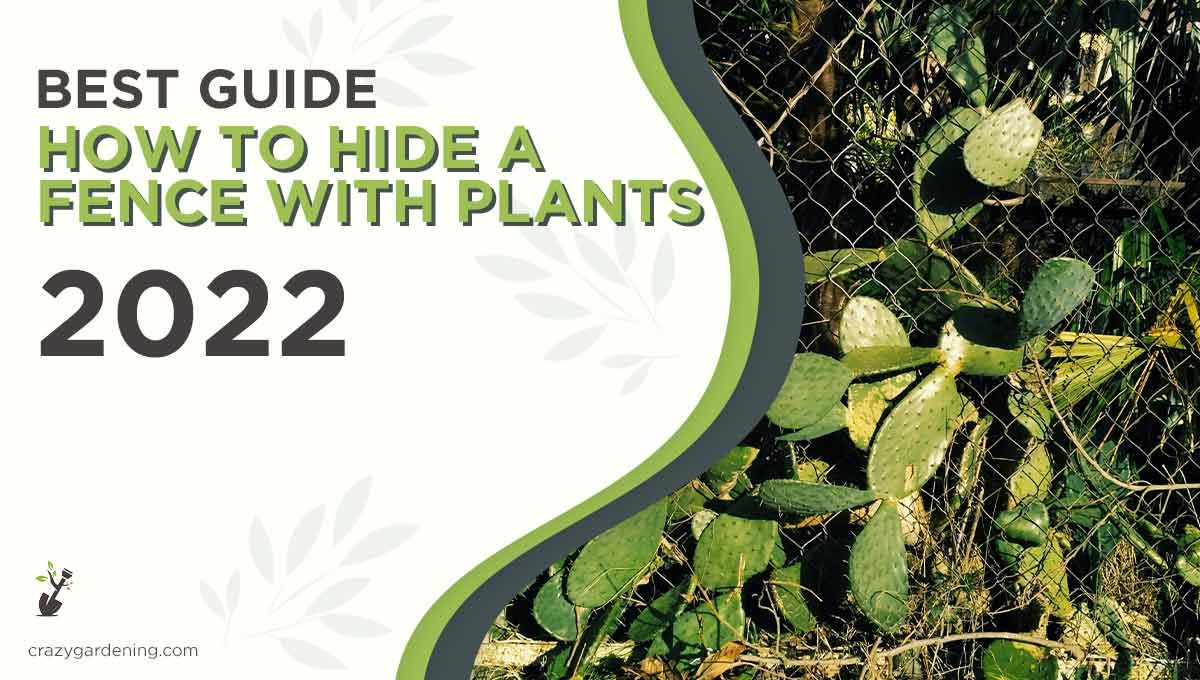 Best Ways to Hide a Fence with Plants [Amazing Hacks 2025]