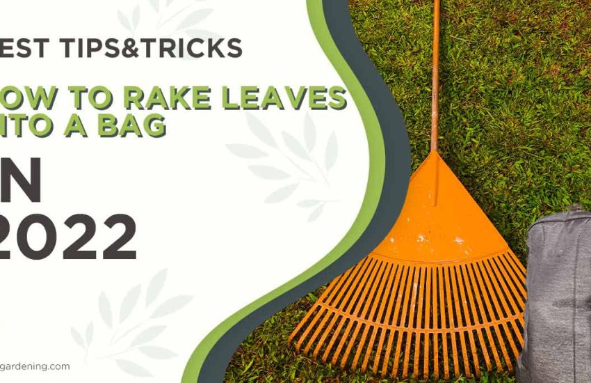 how-to-rake-leaves-into-a-bag.jpg