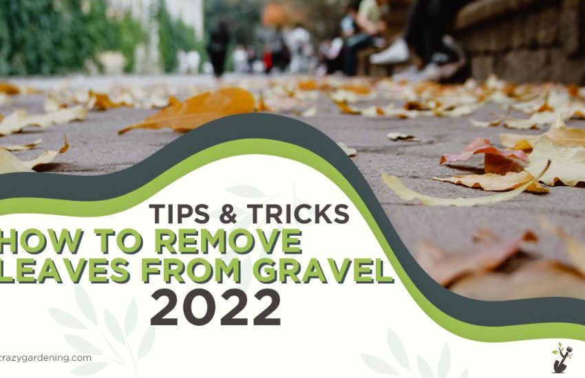 how-to-remove-leaves-from-gravel.jpg