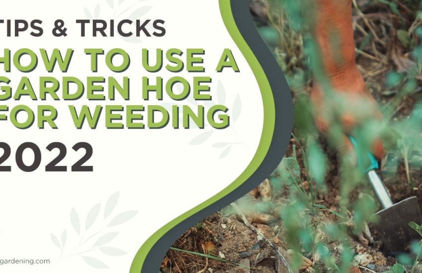 how-to-use-a-garden-hoe-for-weeding.jpg