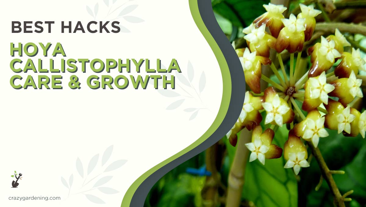 Hoya Callistophylla Care [Keep it Happy & Healthy in 2024]