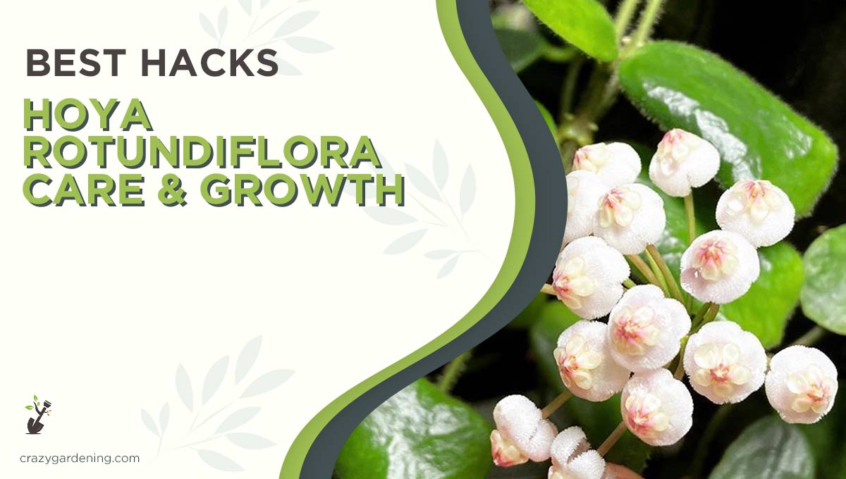 Hoya Rotundiflora – Experts Care Hacks [The Dos & Don’ts 2025]