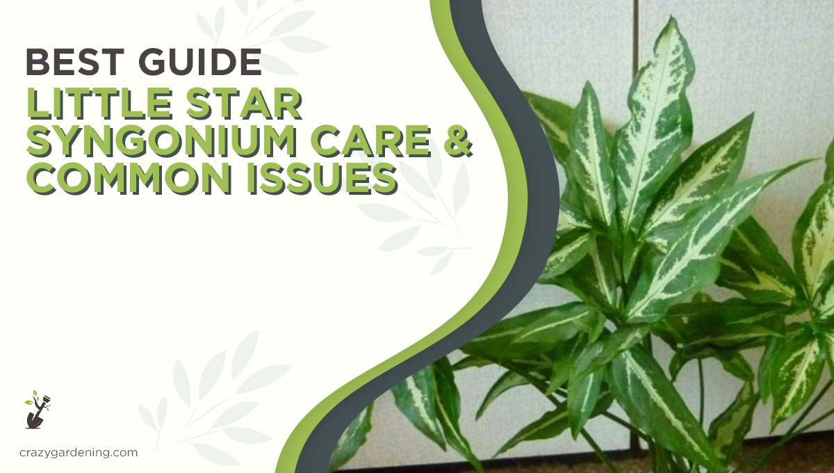 Little Star Syngonium Care & Common Issues [Best 2024 Guide]