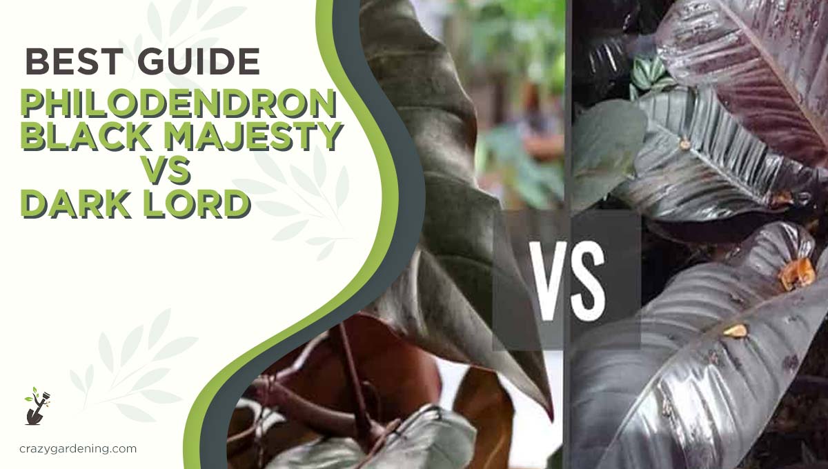 Philodendron Black Majesty vs Dark Lord [Plants Battle 2025]