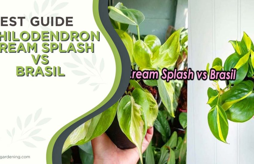 philodendron-cream-splash-vs-brasil.jpg