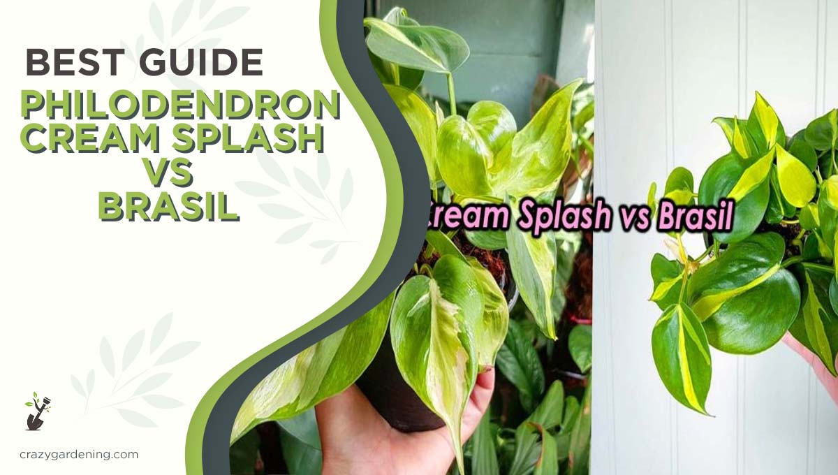 Philodendron Cream Splash vs Brasil [Ultimate Showdown 2024]
