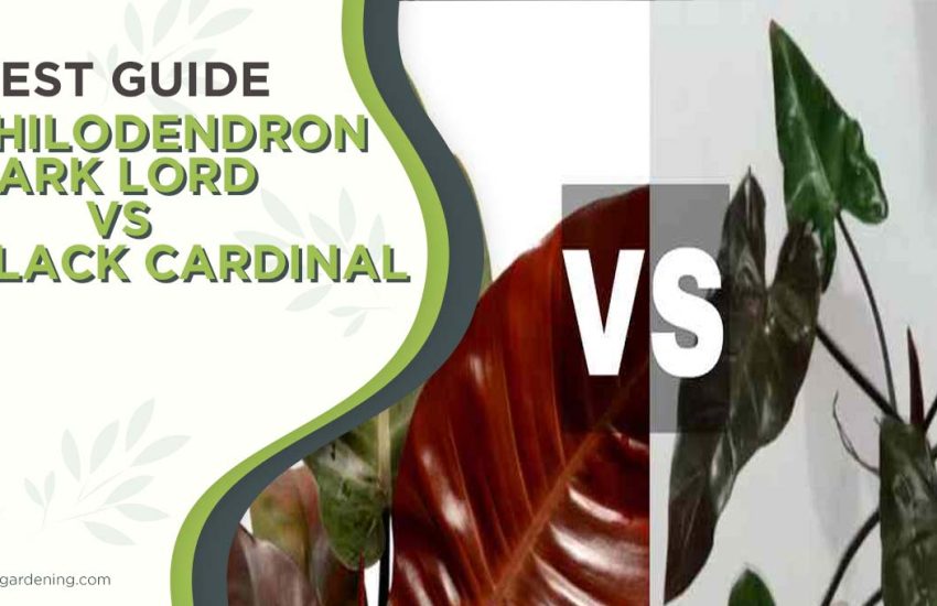 philodendron-dark-lord-vs-black-cardinal.jpg