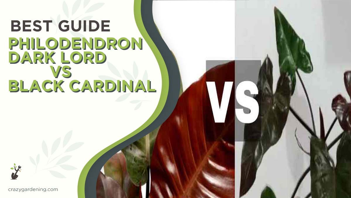 Philodendron Dark Lord vs Black Cardinal [Face-Off in 2024]