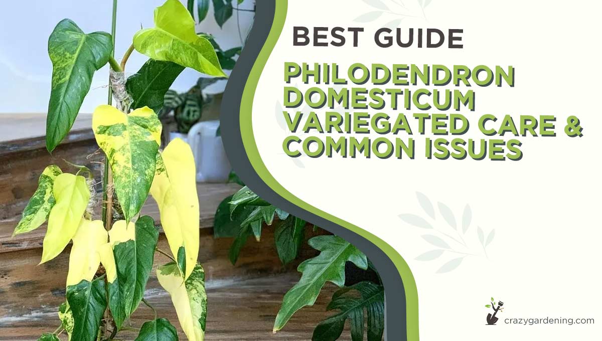 Variegated Philodendron: Ultimate Care & Grow Guide 2024