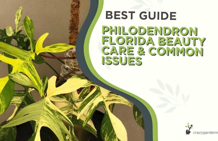 philodendron-florida-beauty-care.jpg