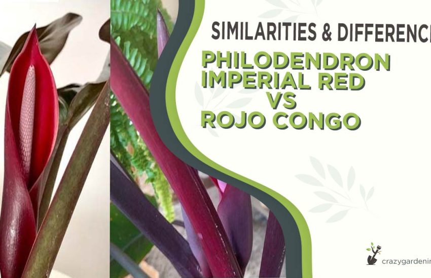 philodendron-imperial-red-vs-rojo-congo.jpg