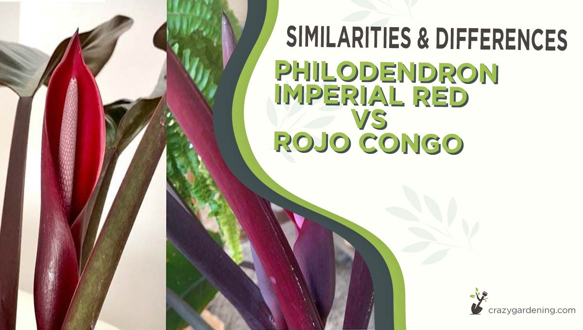 Philodendron Imperial Red vs Rojo Congo [Differences 2025]
