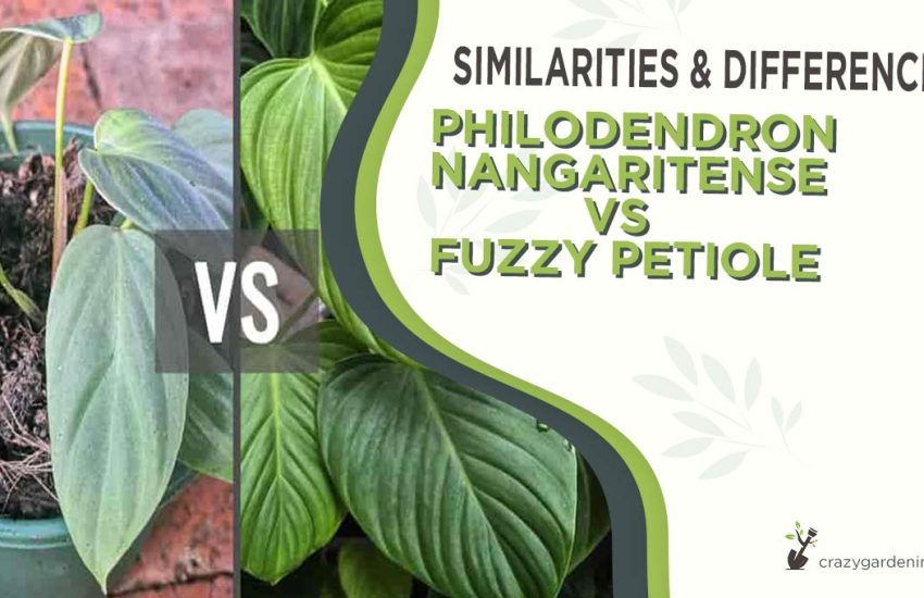 philodendron-nangaritense-vs-fuzzy-petiole.jpg