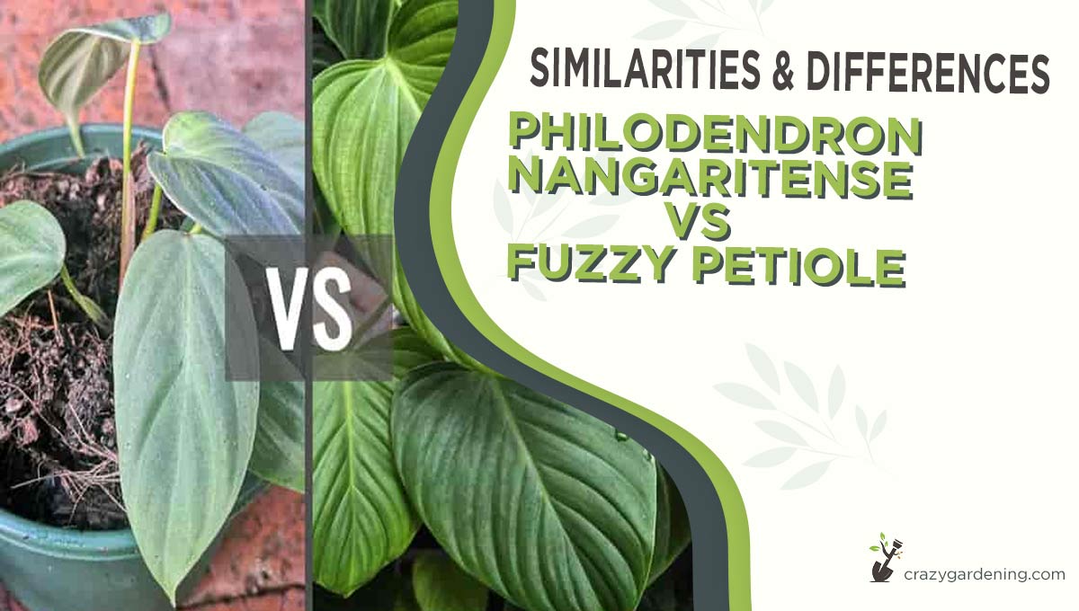 Philodendron Nangaritense vs Fuzzy Petiole [2024 Best Facts]