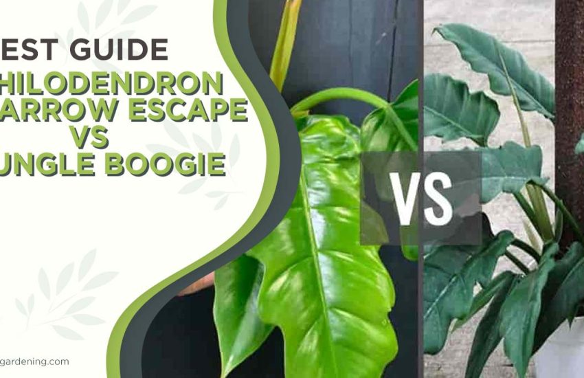 philodendron-narrow-escape-vs-jungle-boogie.jpg