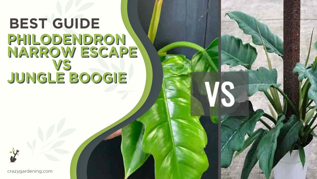 Philodendron Narrow Escape vs Jungle Boogie [Face-Off 2024]