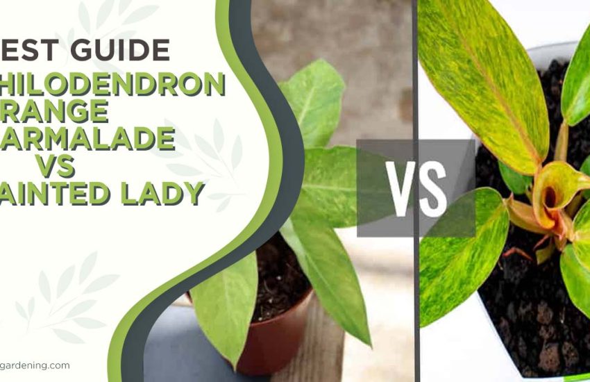 philodendron-orange-marmalade-vs-painted-lady.jpg