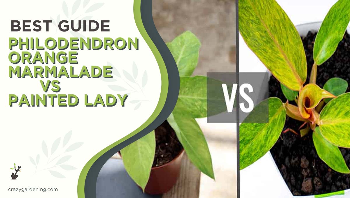 Philodendron Orange Marmalade vs Painted Lady [2025 Guide]