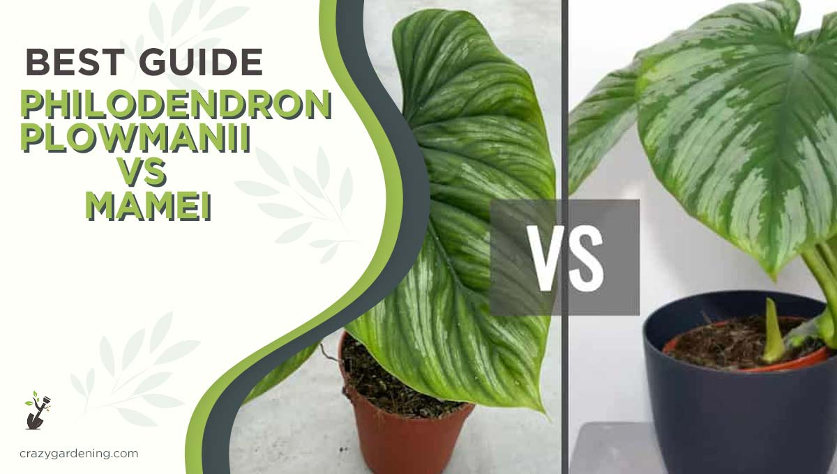 Philodendron Plowmanii vs Mamei [A Side by Side Comparison]