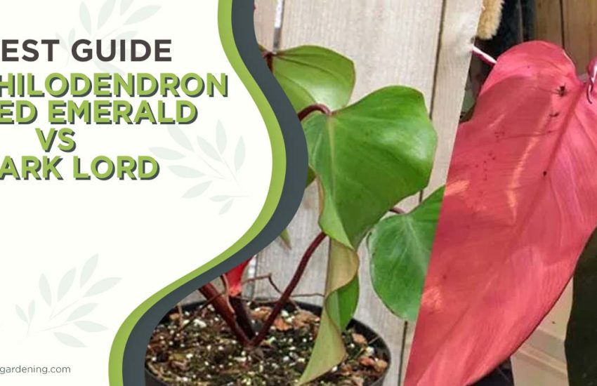 philodendron-red-emerald-vs-dark-lord.jpg