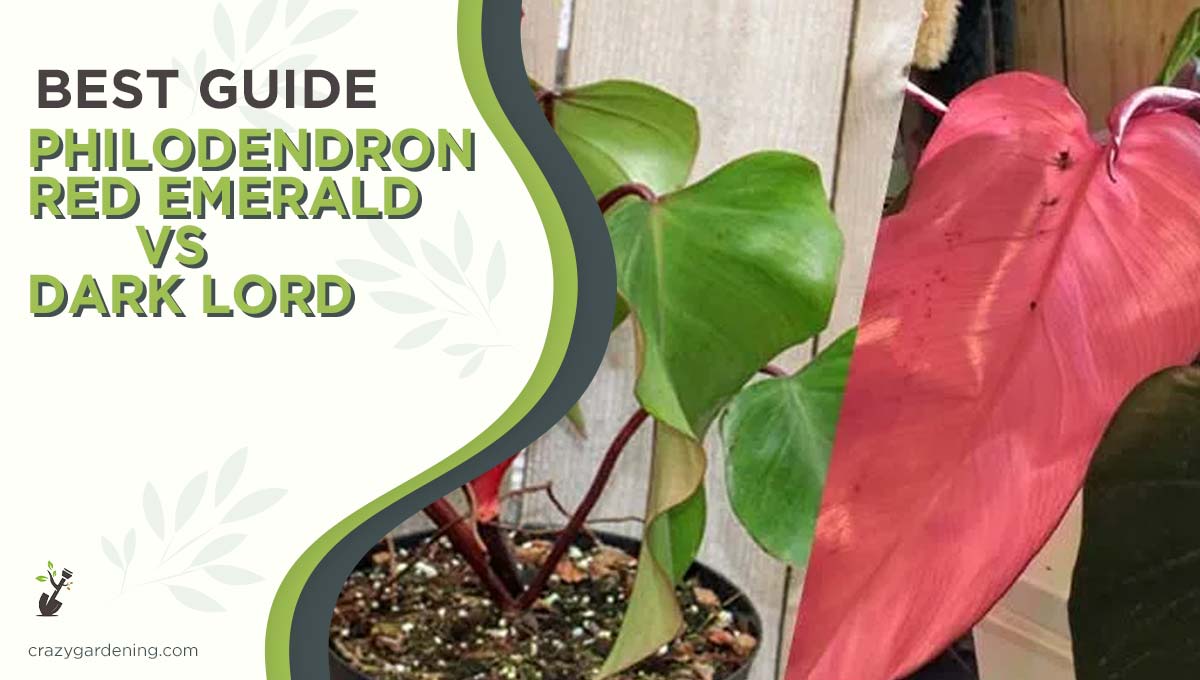 Philodendron Red Emerald vs Dark Lord[Best 2024 Differences]