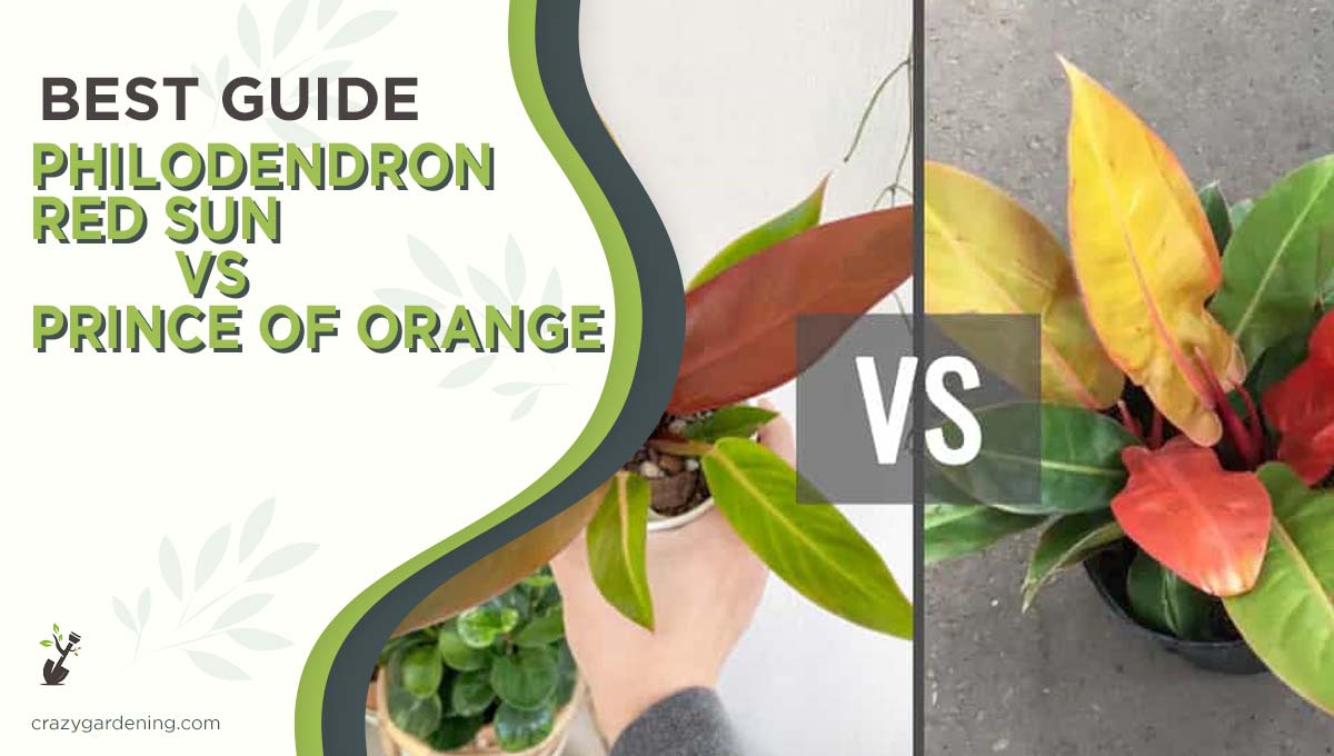 Philodendron Red Sun vs Prince of Orange [2024 Differences]