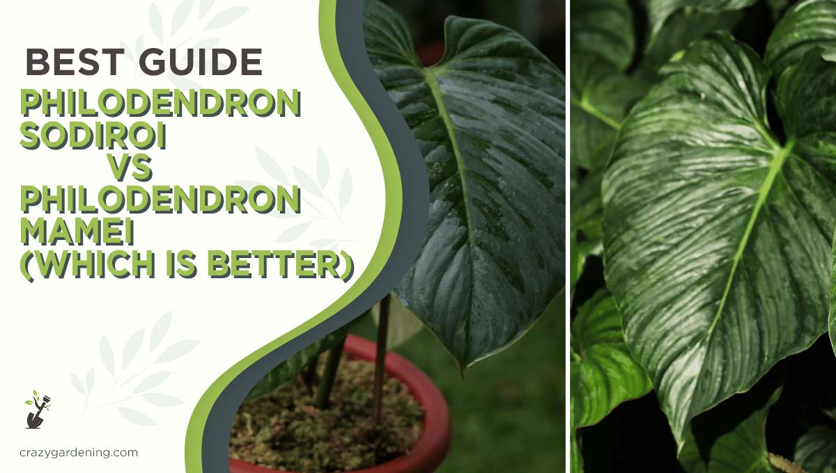 Philodendron Sodiroi vs Mamei [2024 Best Differences]