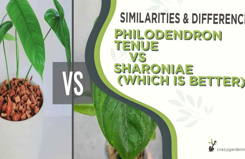 philodendron-tenue-vs-sharoniae.jpg