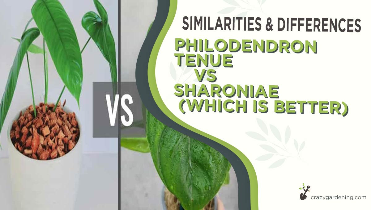 Philodendron Tenue vs Sharoniae [2025-Which One is Best]