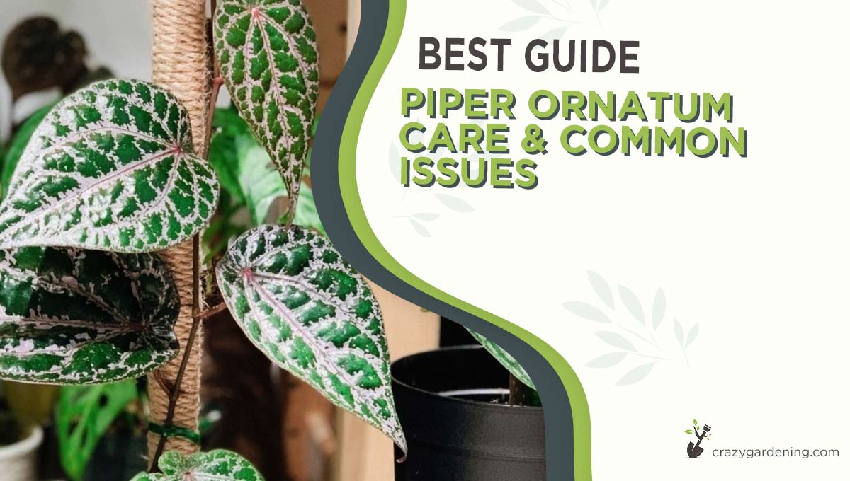 Piper Ornatum #1 Best Care Guide & Common Issues [2025]