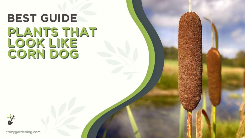 Plant That Looks Like Corn Dog: A Unique Addition to Your Garden