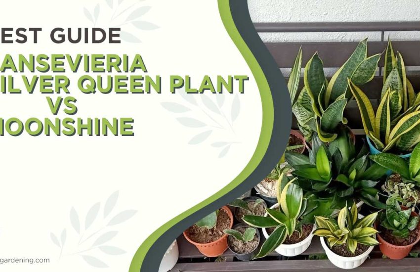 sansevieria-silver-queen-plant-vs-moonshine.jpg
