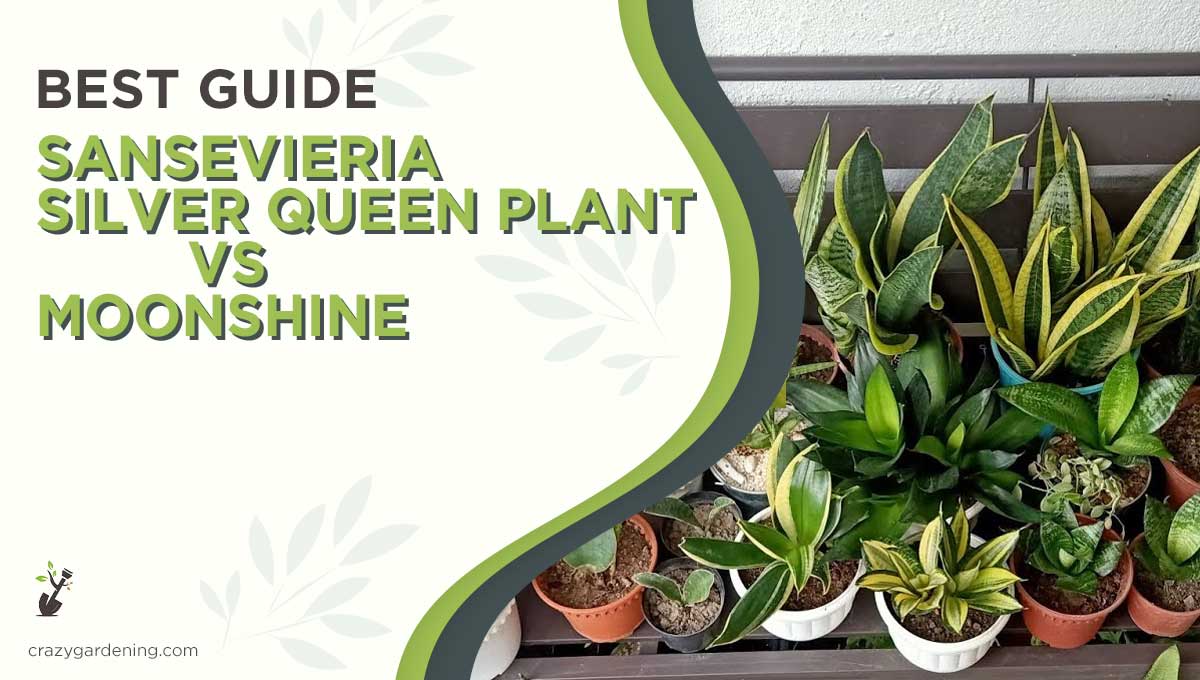 Sansevieria Silver Queen vs Moonshine [2024 Best Comparison]