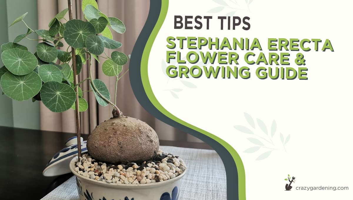 Stephania Erecta Best Care Hacks [Secrets to Success 2024]