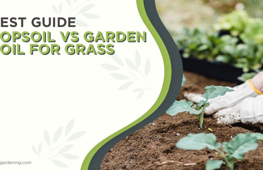 topsoil-vs-garden-soil-for-grass.jpg