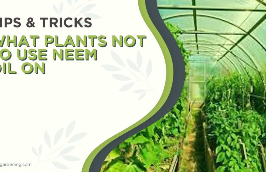 what-plants-not-to-use-neem-oil-on.jpg
