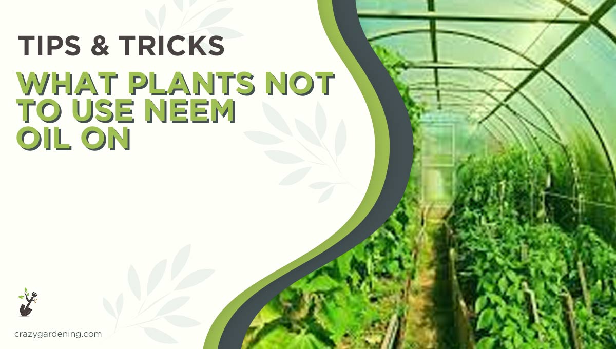 What Plants Not to Use Neem Oil On [Well Explained in 2024]