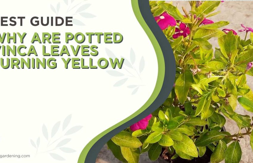 why-are-potted-vinca-leaves-turning-yellow.jpg