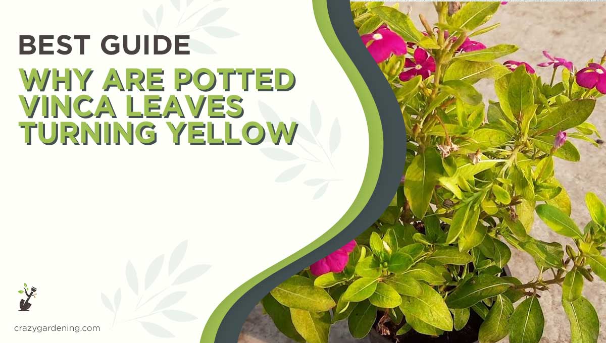 Why Are My Potted Vinca Leaves Turning Yellow [2024 Facts]