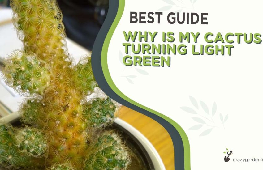 why-is-my-cactus-turning-light-green.jpg