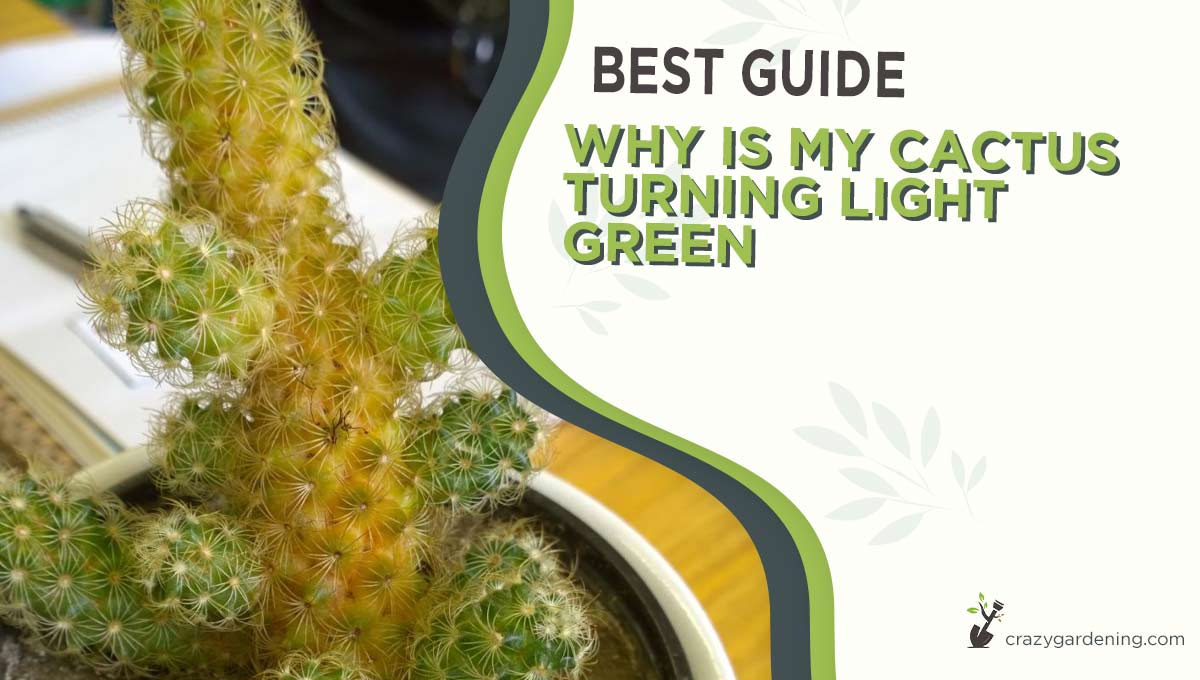 Why Is My Cactus Turning Light Green [How to Fix It in 2024]