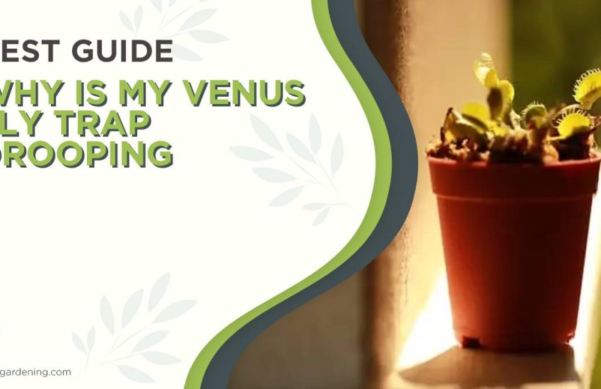 why-is-my-venus-fly-trap-droopy.jpg