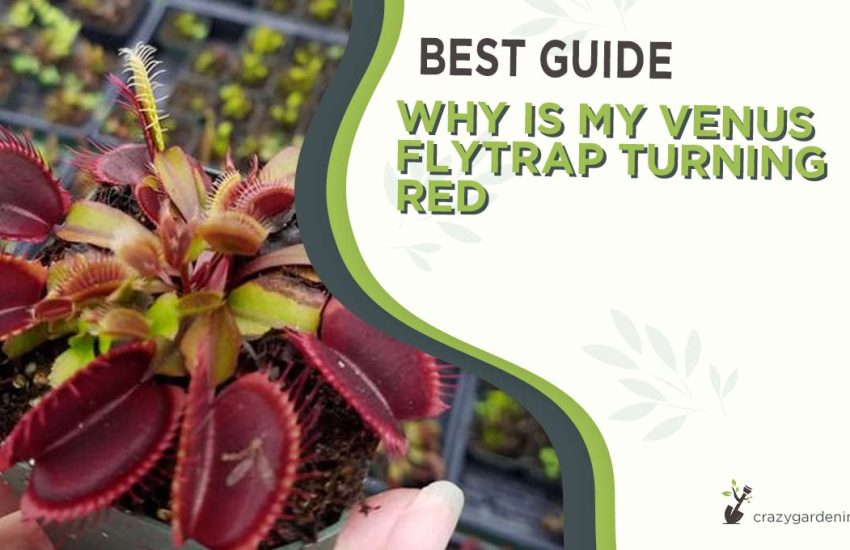 why-is-my-venus-flytrap-turning-red.jpg