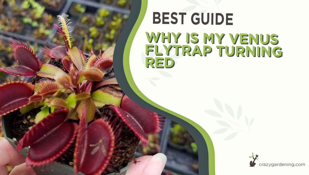 Why is My Venus Flytrap Turning Red [Solve the Riddle 2024]
