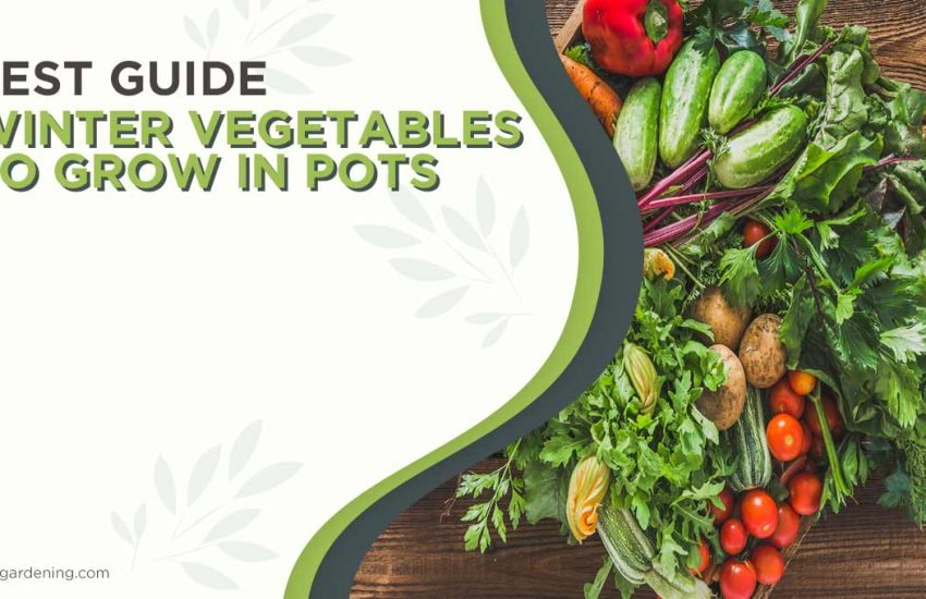 winter-vegetables-to-grow-in-pots.jpg