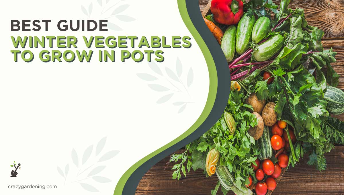 7 Best Winter Vegetables to Grow in Pots – Frozen Harvest 2024