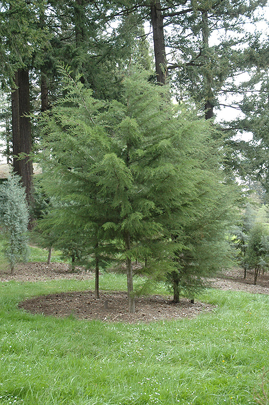 How Tall Do Cypress Trees Grow